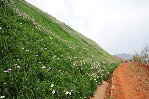 貴州道路倆旁綠化種草噴播機(jī)出售